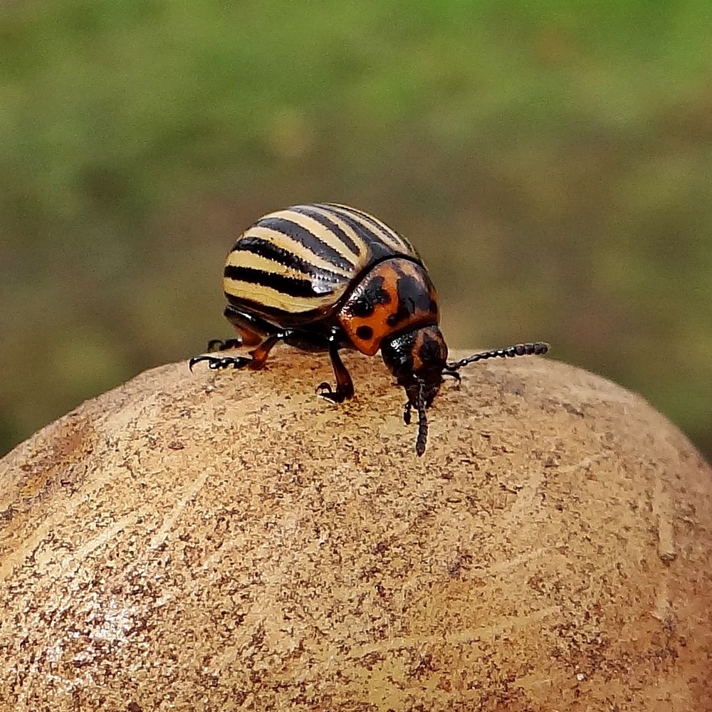 Kartoffel + Käfer = Kartoffelkäfer