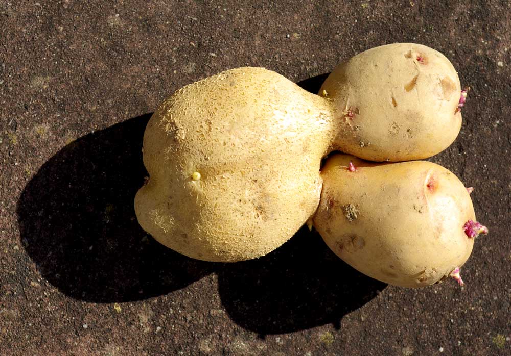 Kartoffel mit Kindern :-)