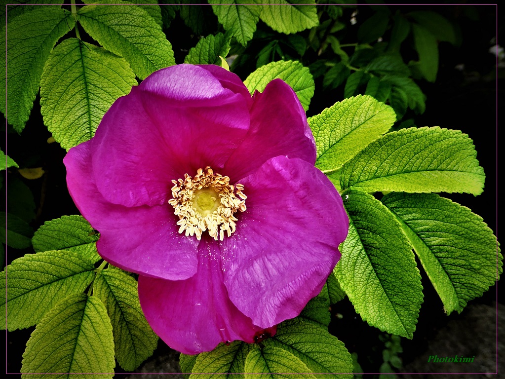 Kartoffel-Rose am Hiddensee