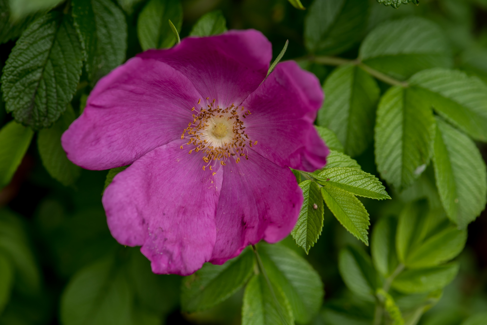 Kartoffel-Rose (Rosa rugosa)