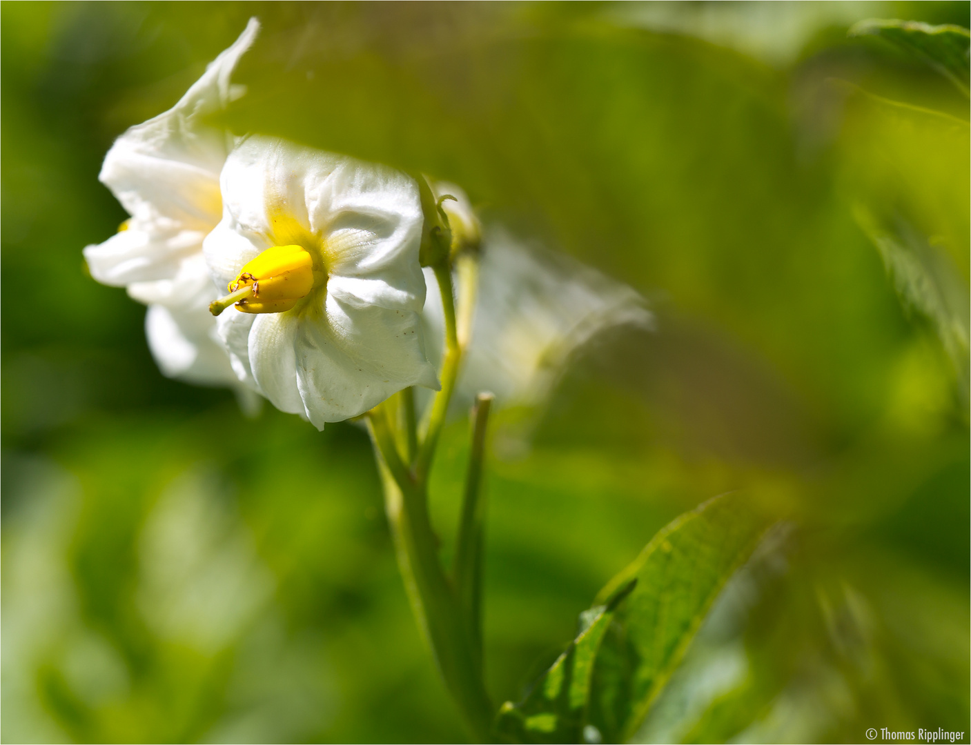 Kartoffel (Solanum tuberosum)..