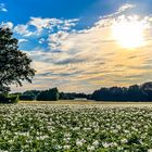 Kartoffelacker in der Abendsonne