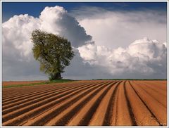 Kartoffelacker mit Baum...