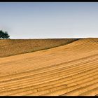 Kartoffelacker Pano