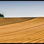 Kartoffelacker Pano