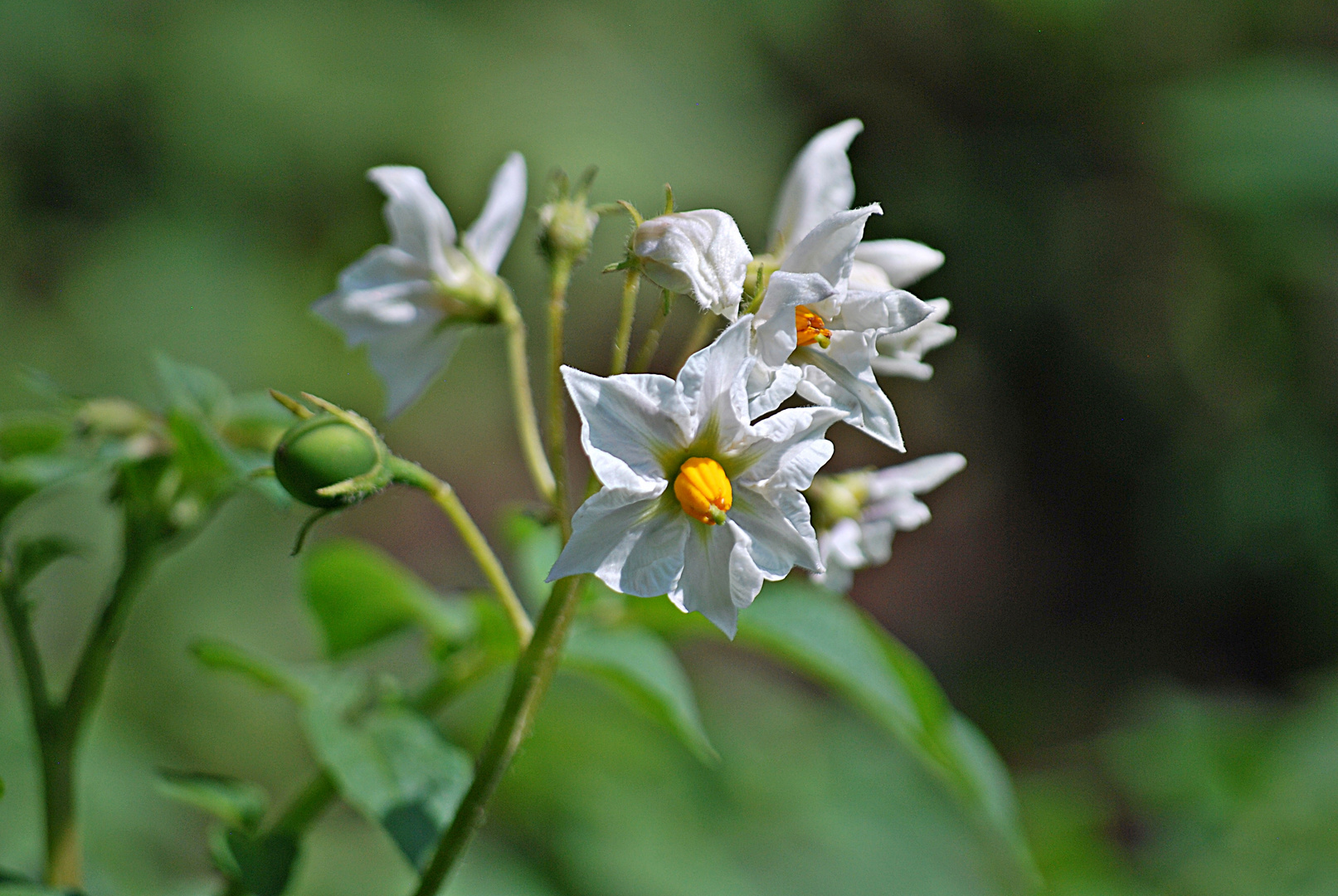 Kartoffelblüte...