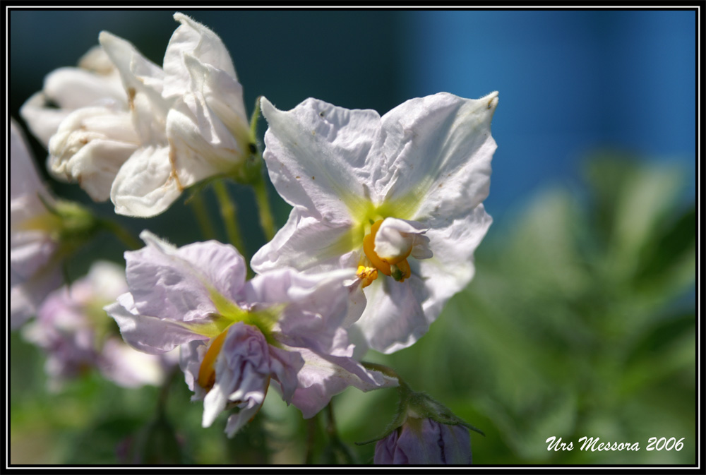 Kartoffelblüte