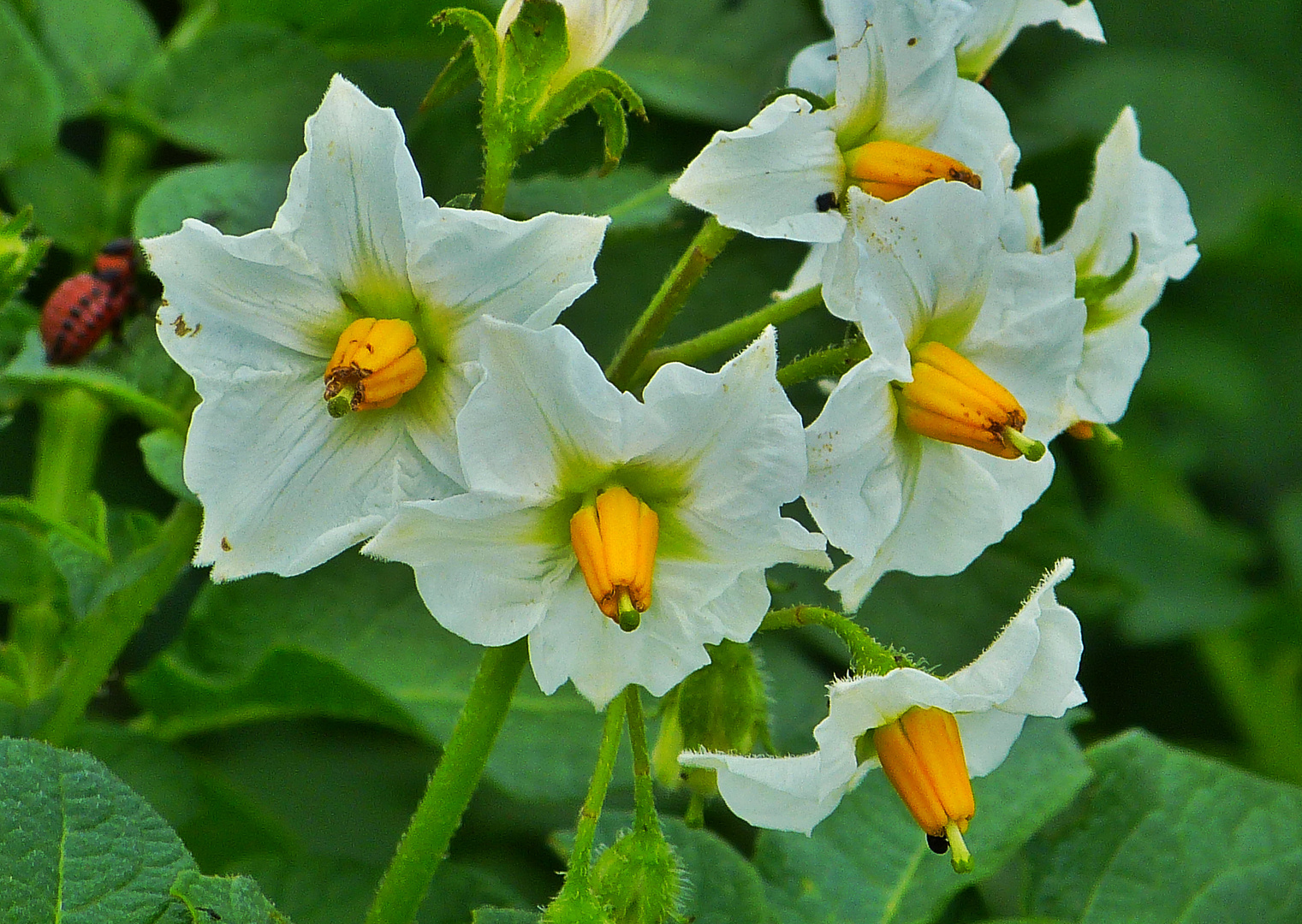 Kartoffelblüte