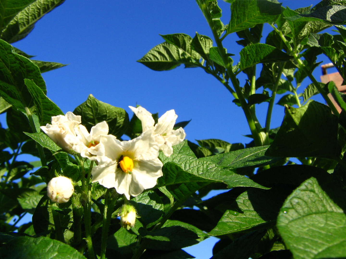 Kartoffelblüte