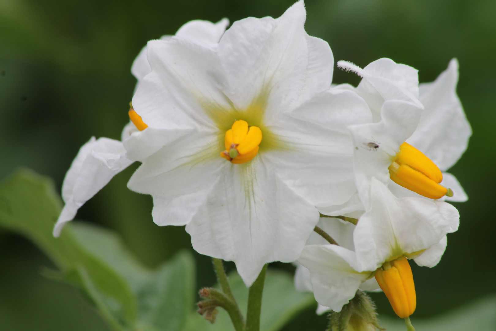 Kartoffelblüte Foto & Bild jahreszeiten, frühling, natur Bilder auf