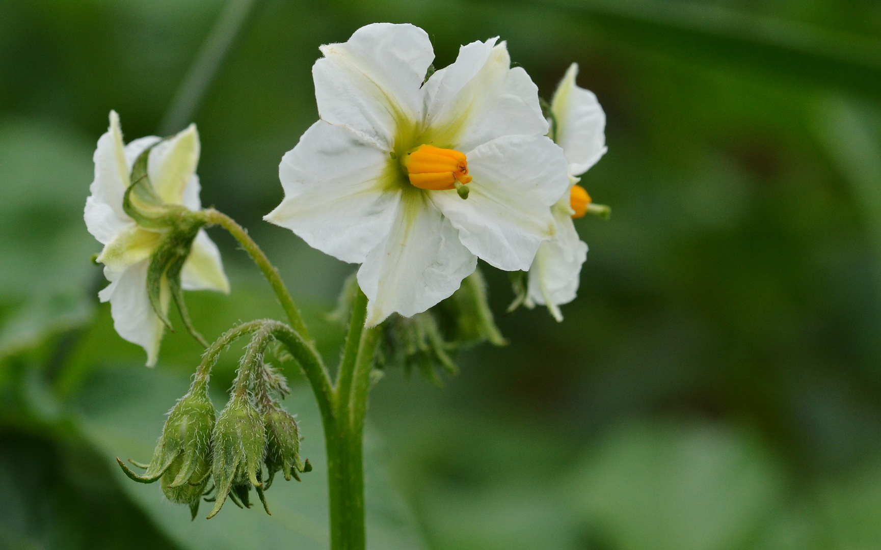 Kartoffelblüte