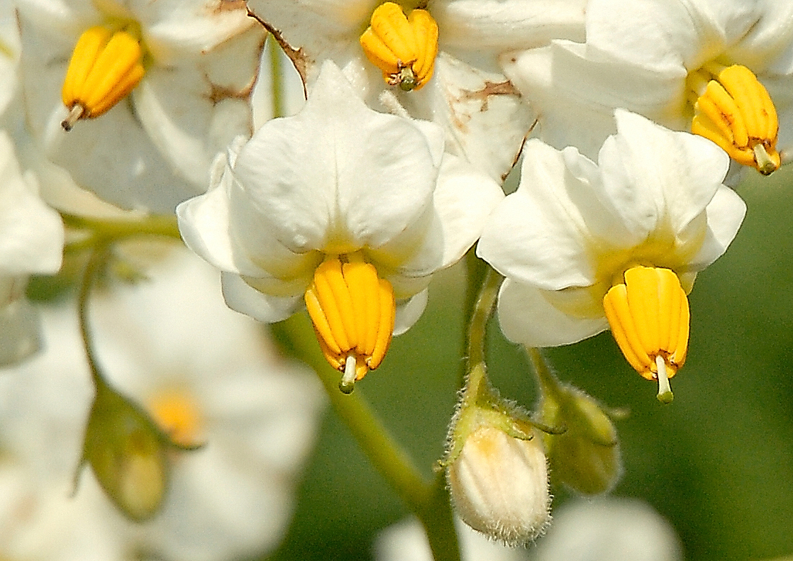 Kartoffelblüte