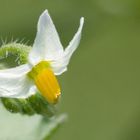 Kartoffelblüte