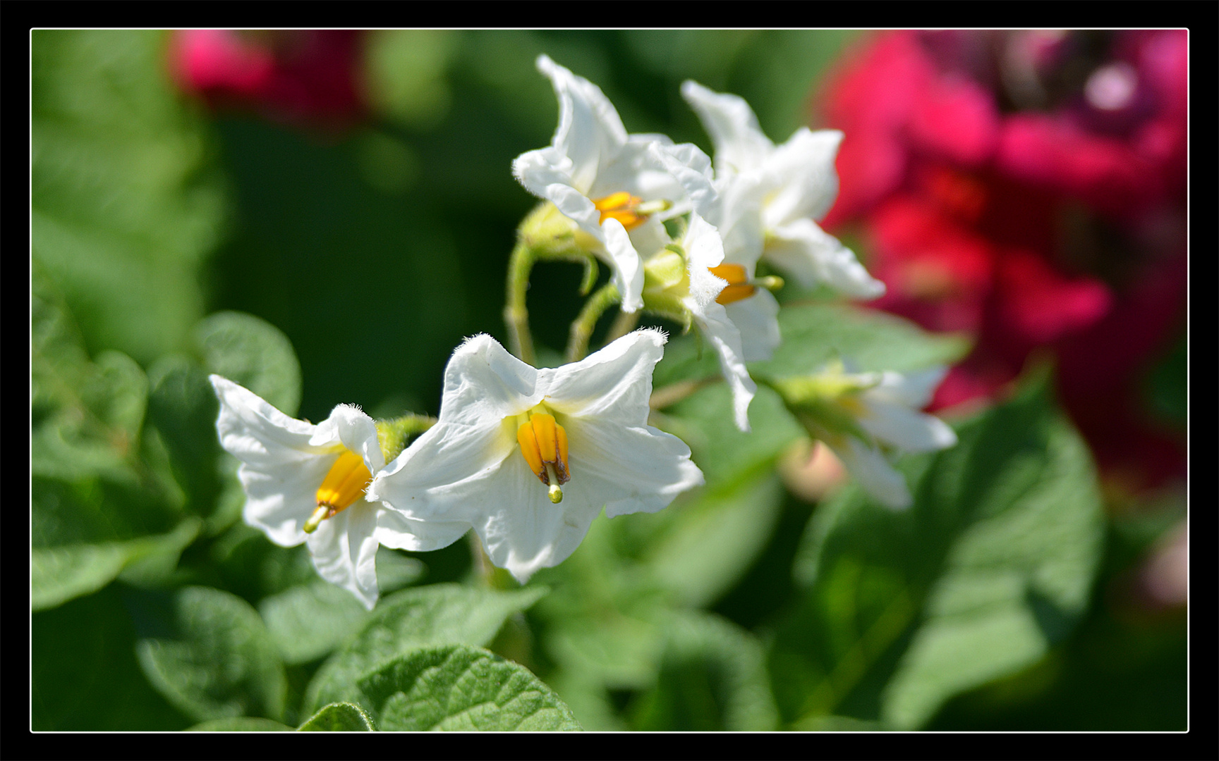 Kartoffelblüte