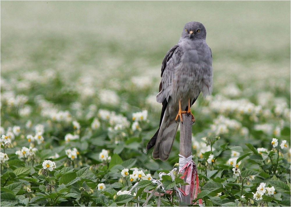 Kartoffelblüte