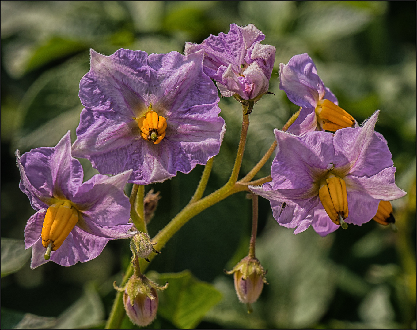 Kartoffelblüte