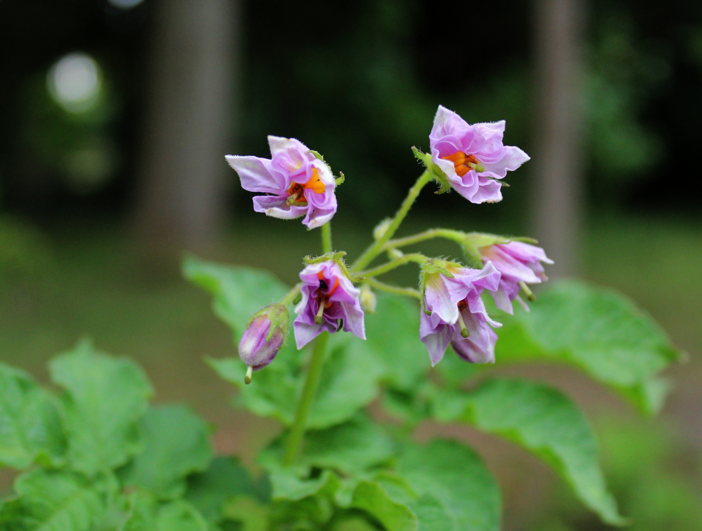 Kartoffelblüte .....