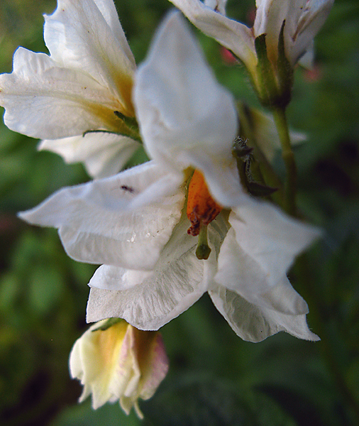 Kartoffelblüte