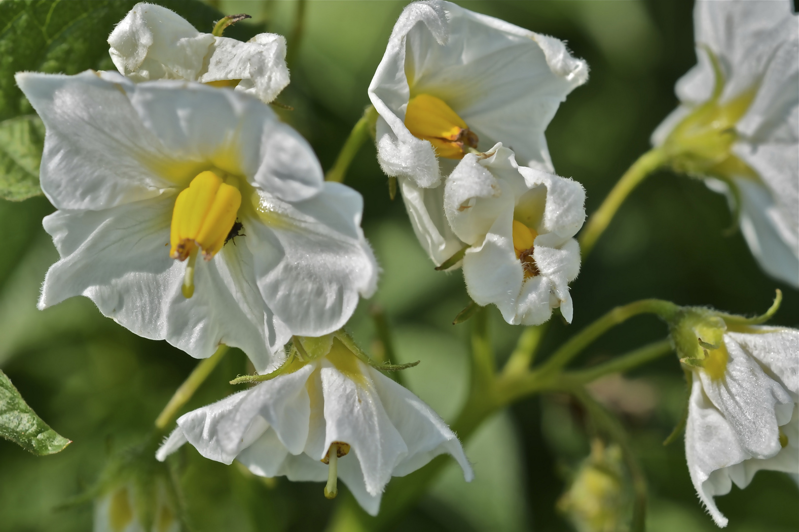 Kartoffelblüte