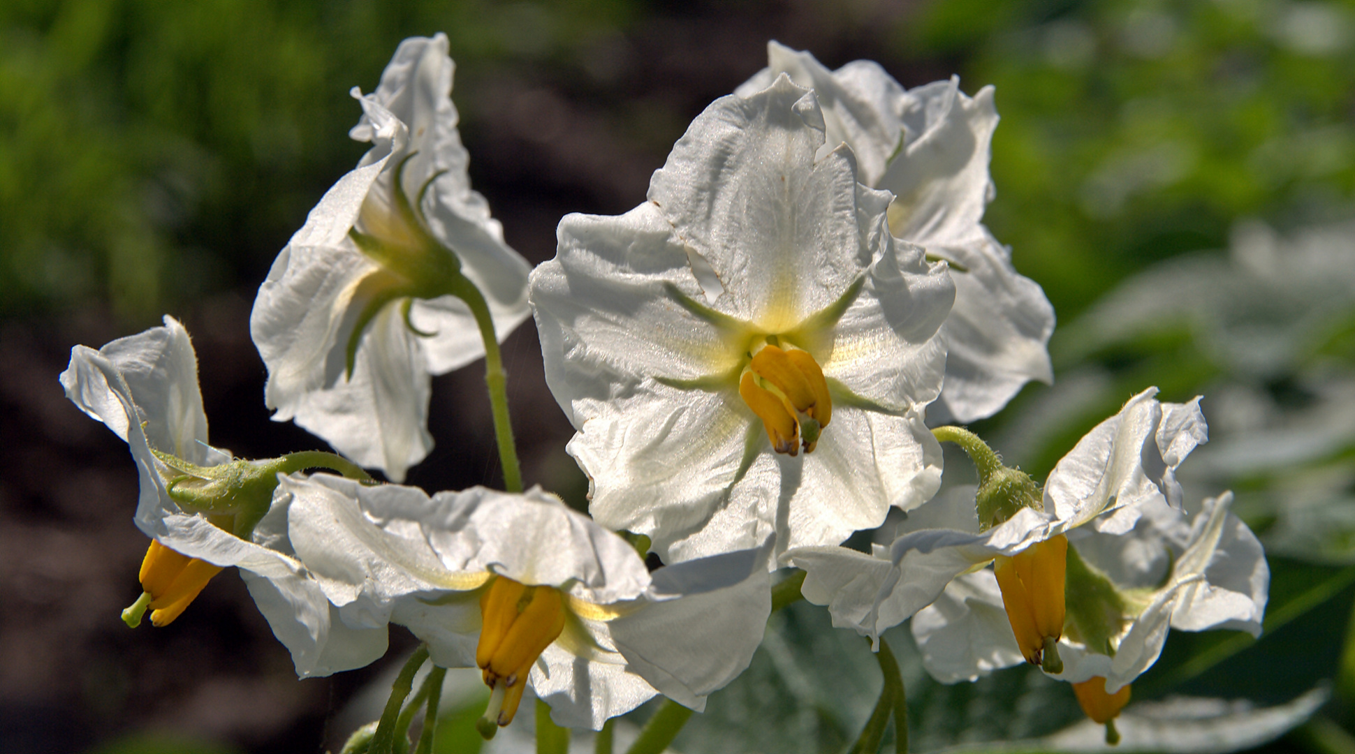 Kartoffelblüte