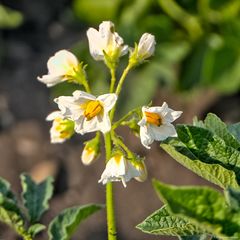 Kartoffelblüte