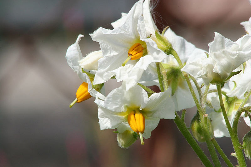 Kartoffelblüte die 1-Millionste...