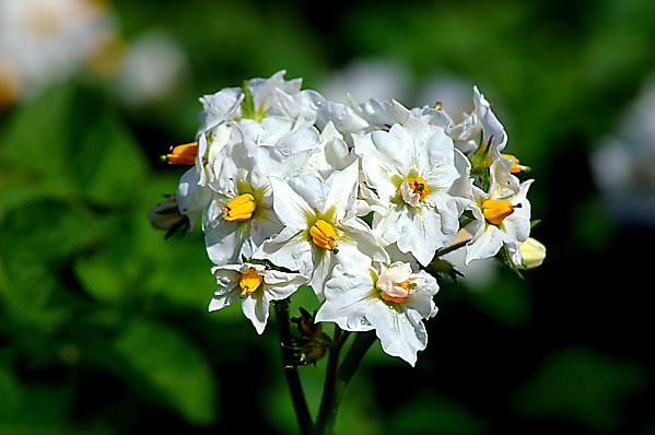 Kartoffelblüte