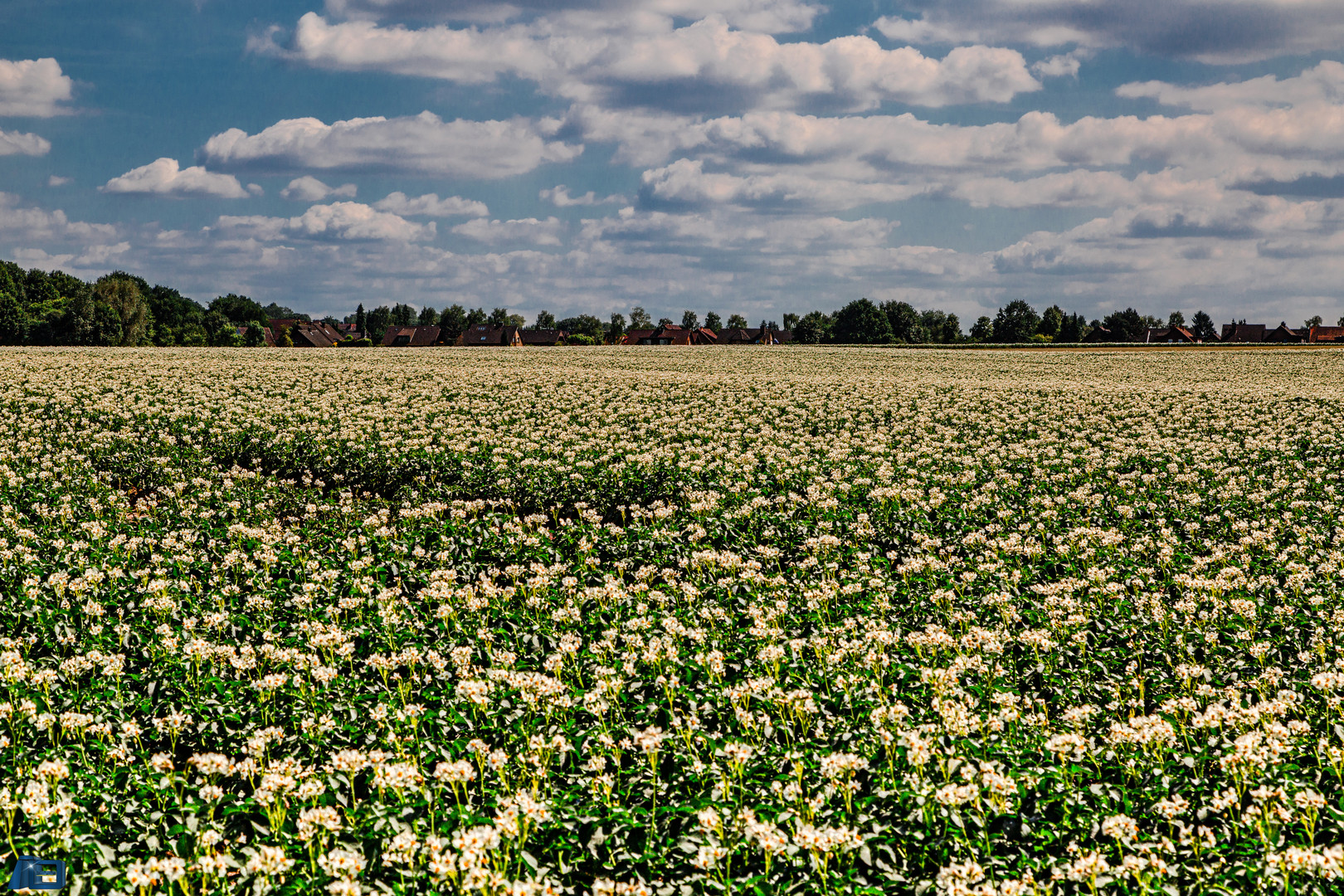 Kartoffelblüte in der Ried