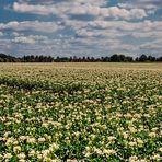 Kartoffelblüte in der Ried