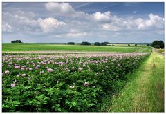 Kartoffelblüte in Niedersachsen