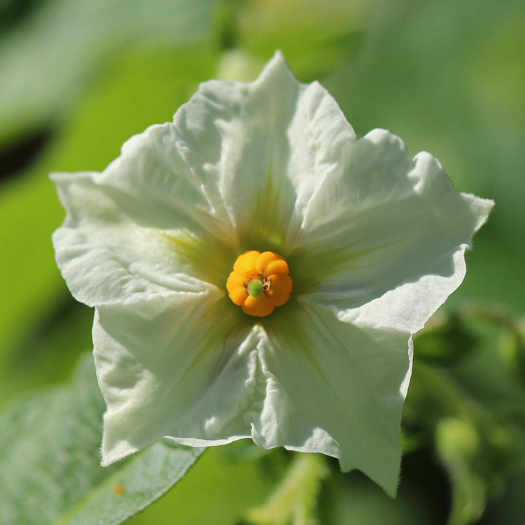 Kartoffelblüte Macro