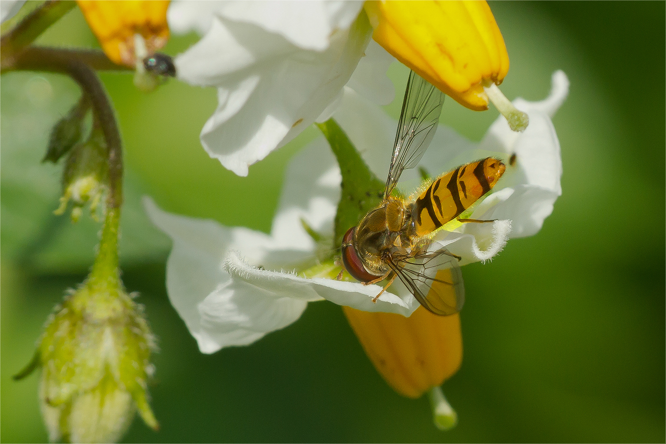 Kartoffelblüte mit Besucher