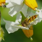 Kartoffelblüte mit Besucher