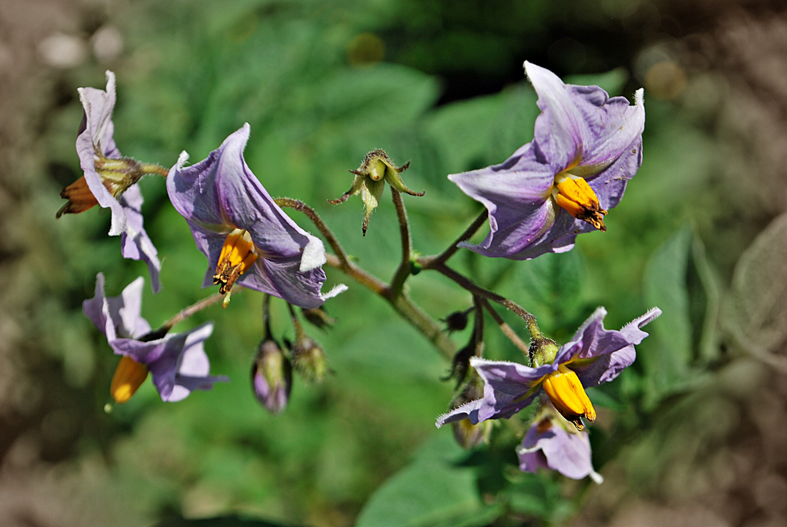 Kartoffelblüte - violett...