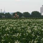 Kartoffelblüte vor Chemie-Gigant