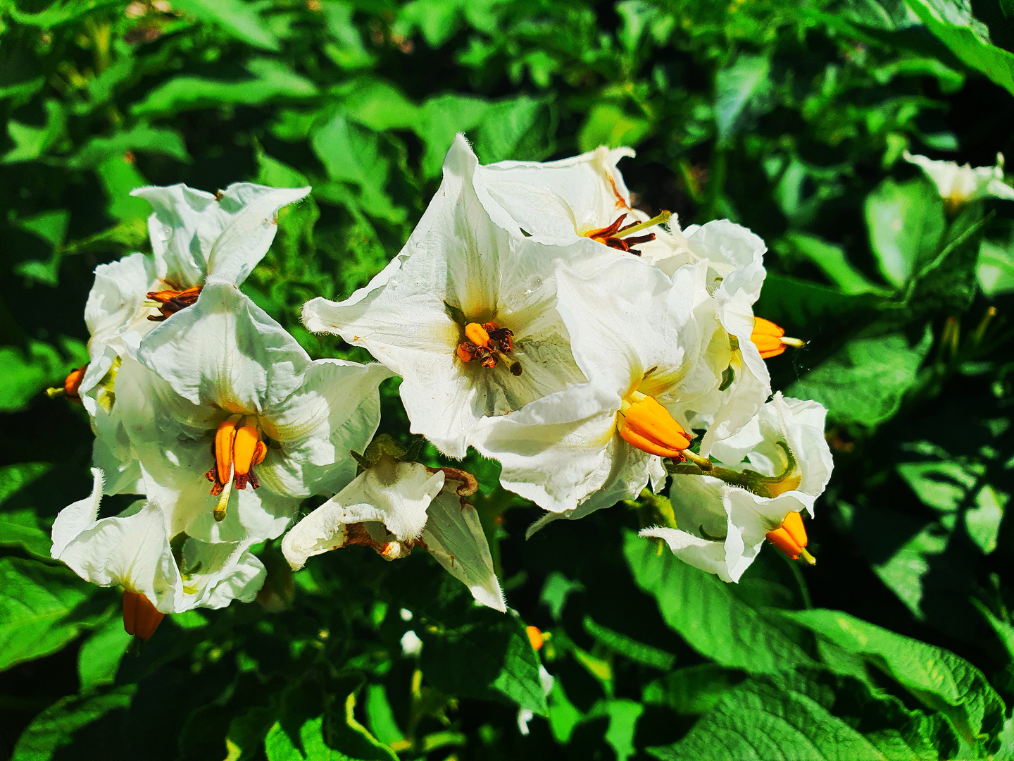 Kartoffelblüten