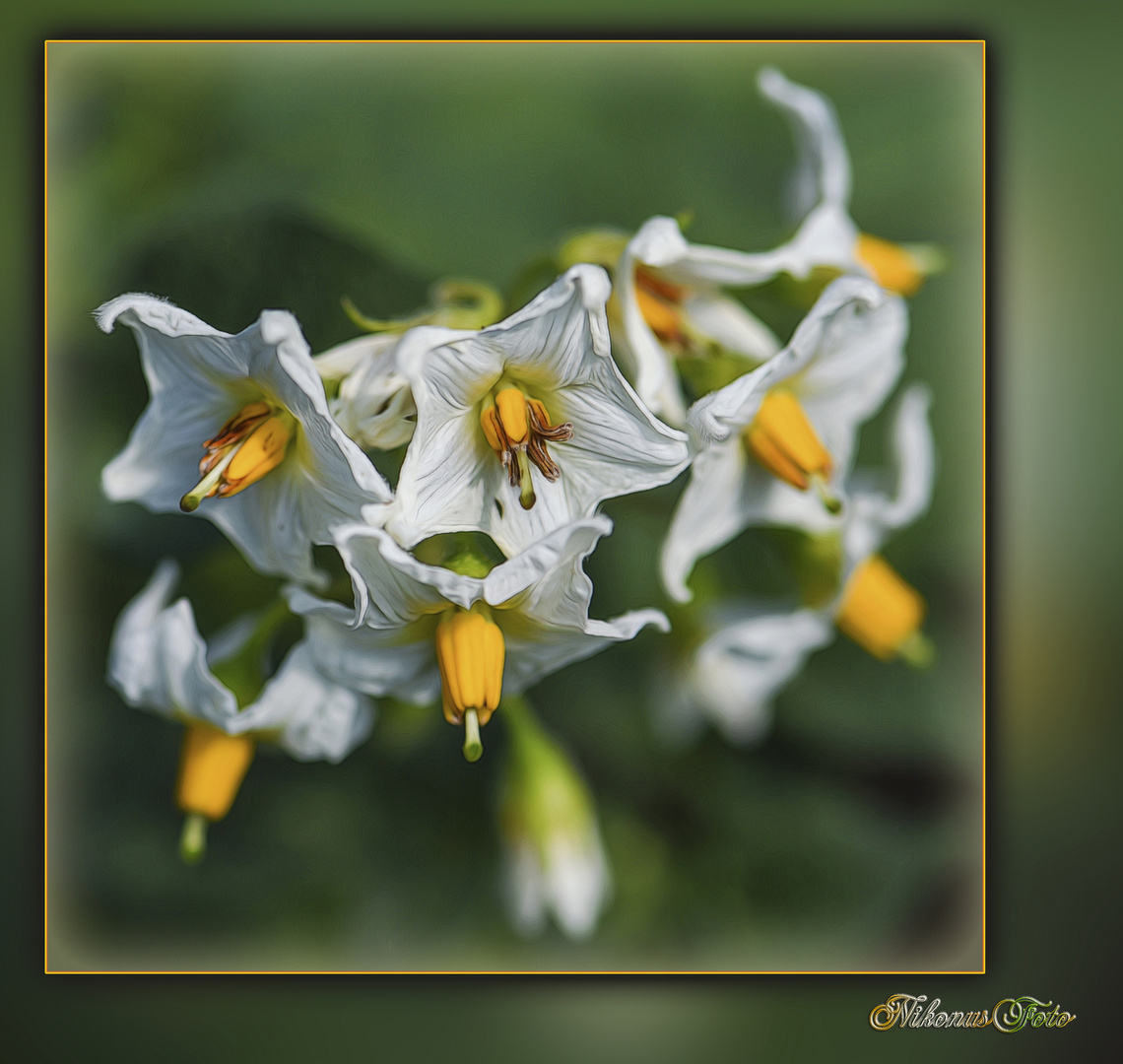 Kartoffelblüten