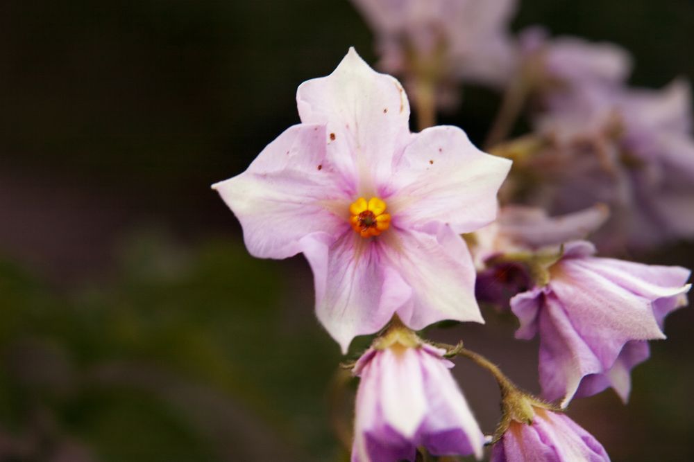 Kartoffelblüten