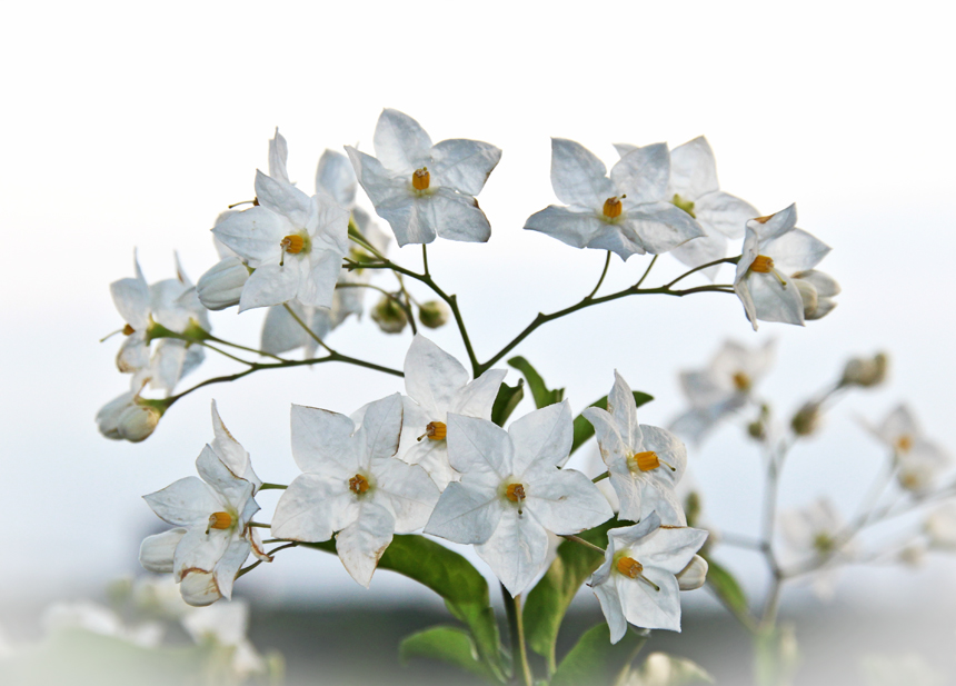 Kartoffelblüten