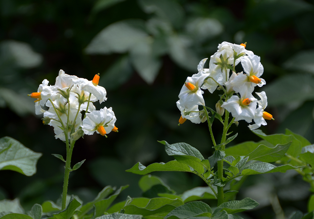 Kartoffelblüten