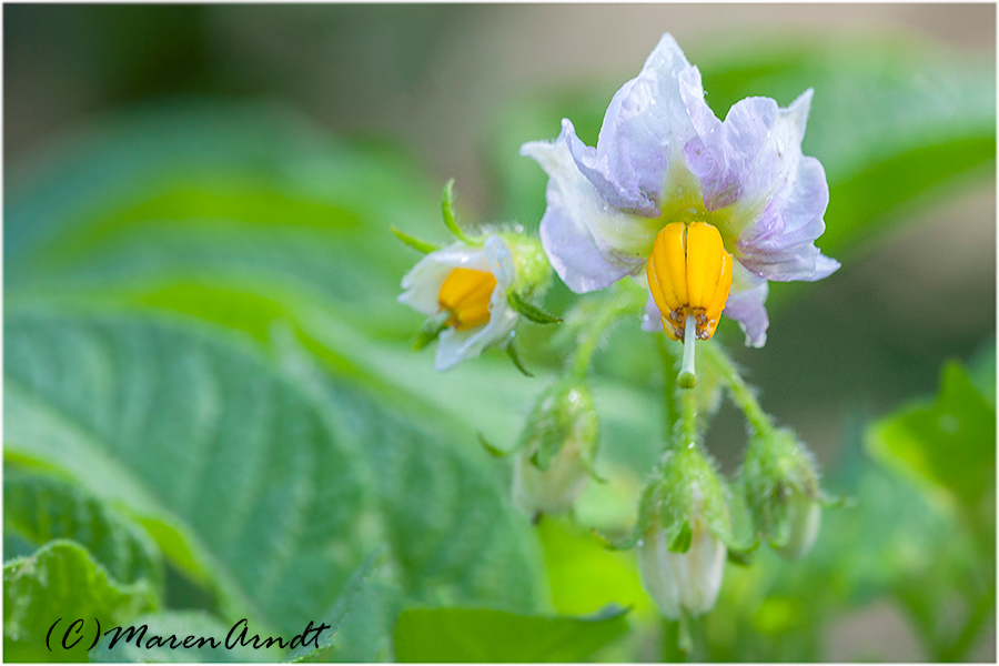 Kartoffelblüten