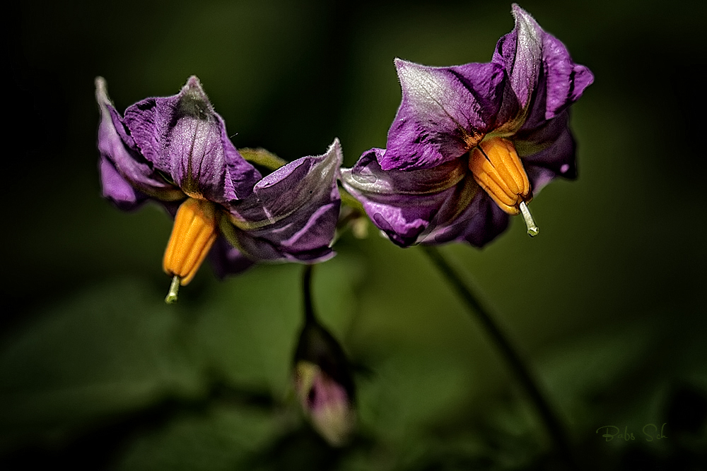 Kartoffelblüten