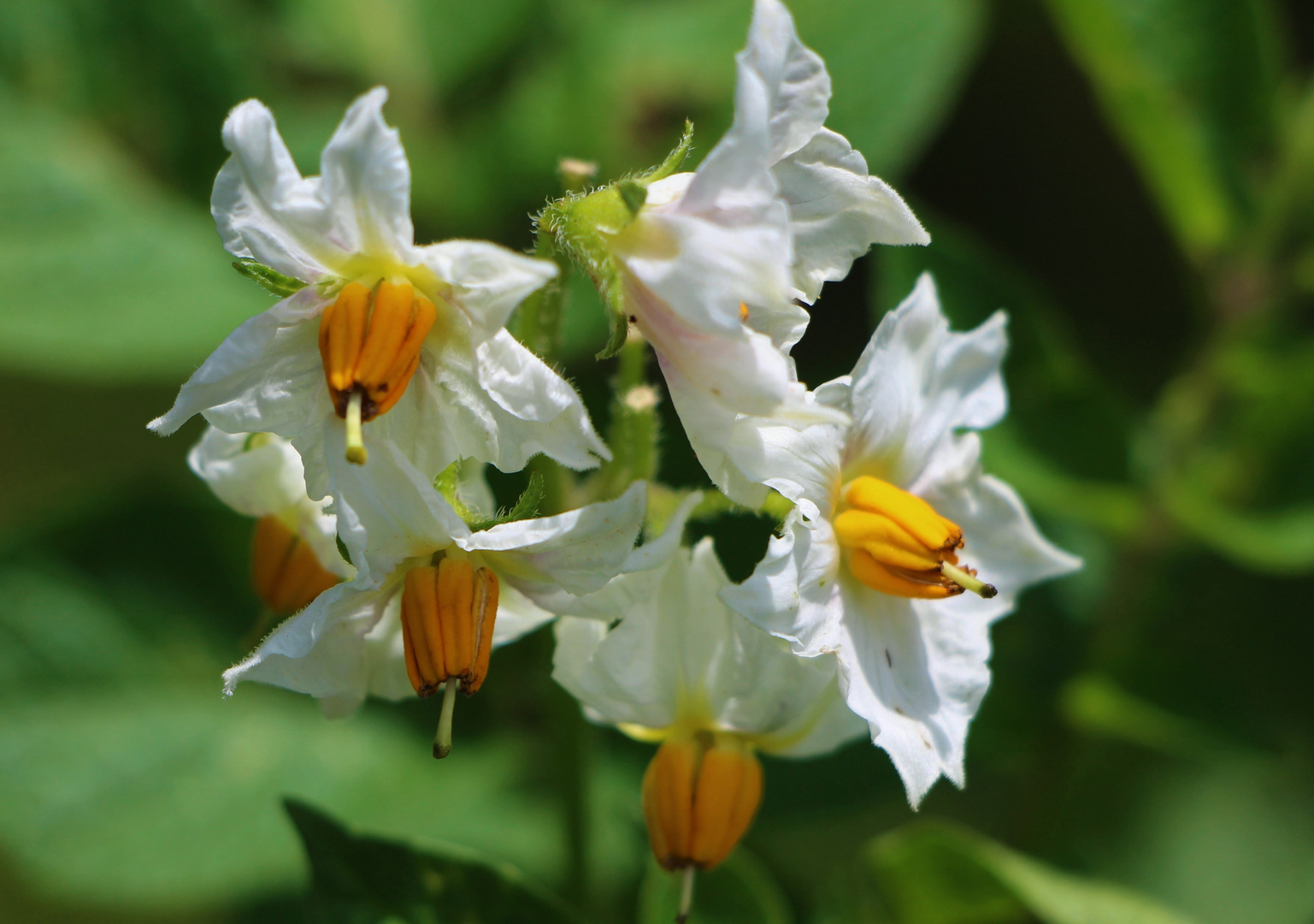 Kartoffelblüten