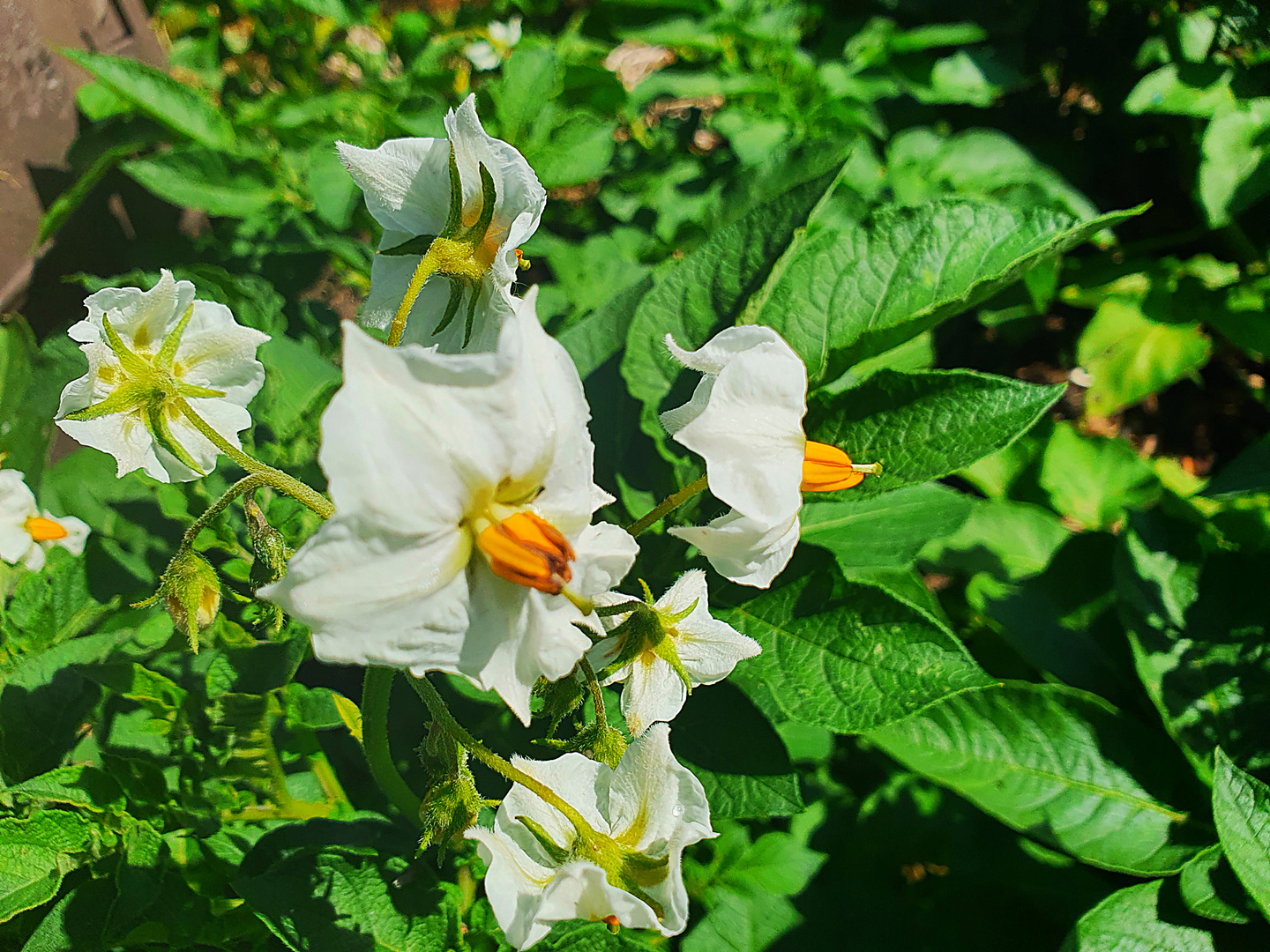 Kartoffelblüten