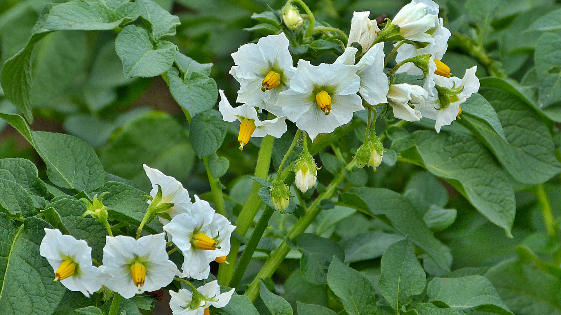 Kartoffelblüten