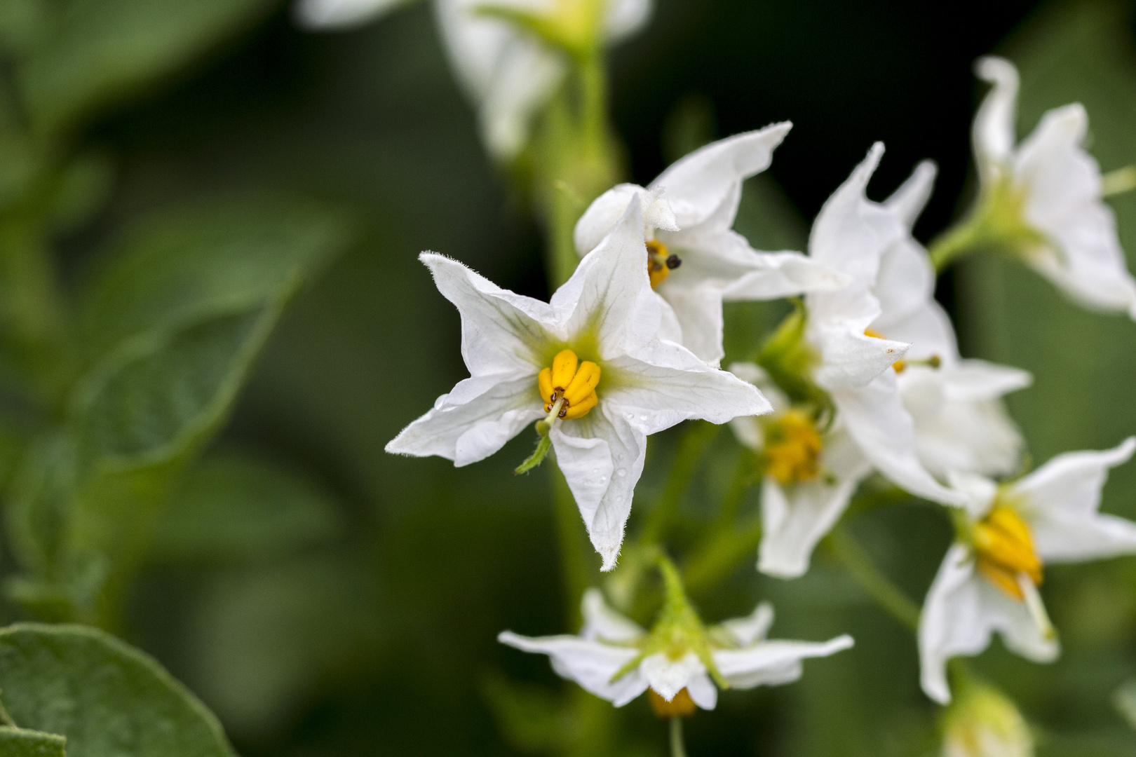 Kartoffelblüten