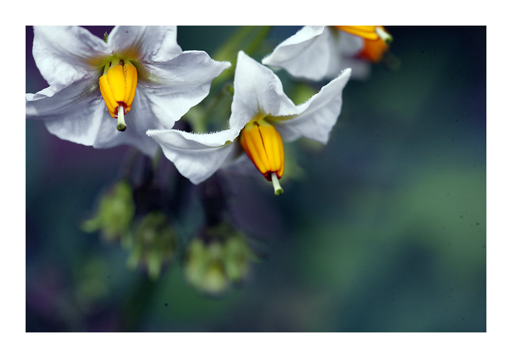 Kartoffelblüten