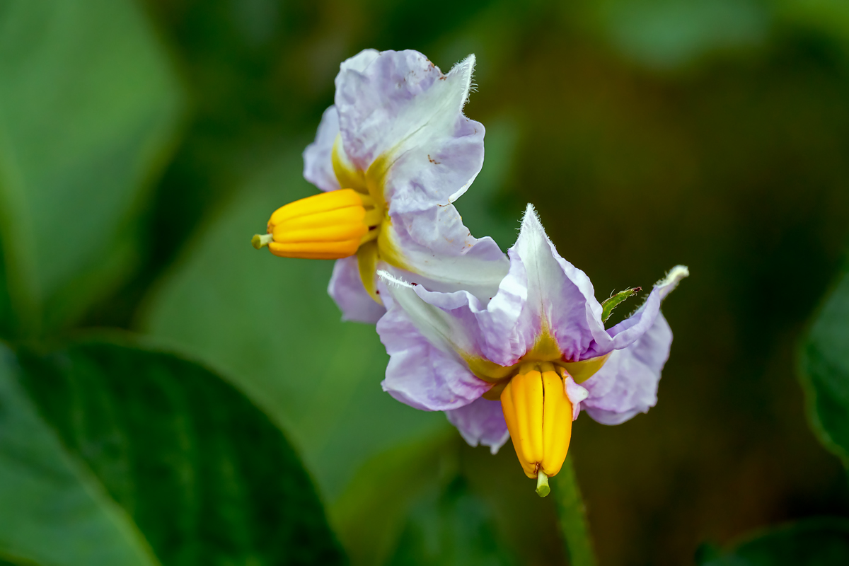 Kartoffelblüten 