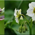 Kartoffelblüten mit 