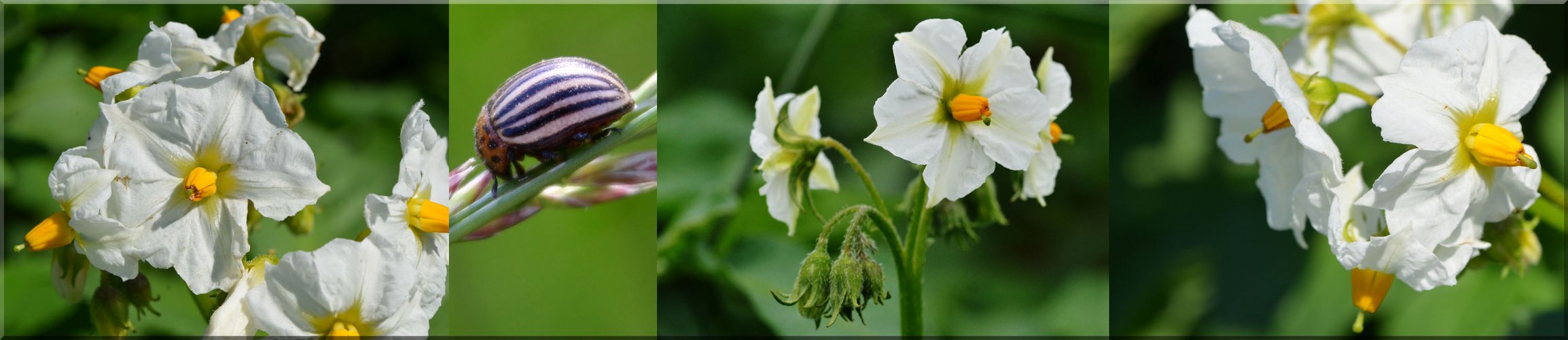 Kartoffelblüten mit 